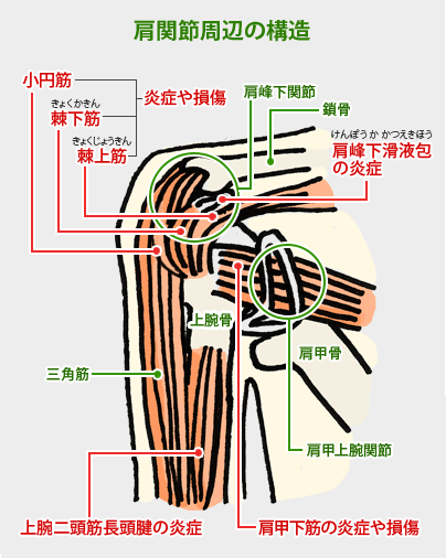 肩関節と股関節の相関関係 四国 香川の整体学校r 1の整体ワンポイント 香川県プロ整体師 セラピスト養成スクールr 1